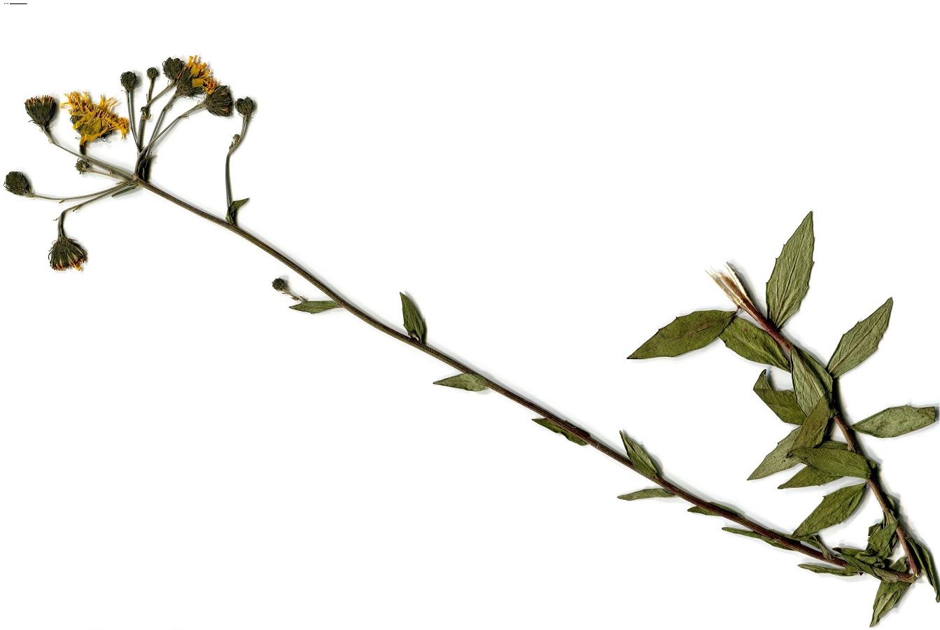 Hieracium umbellatum (Asteraceae)